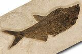 Huge, Fossil Fish (Diplomystus) - Wall Mount #299823-2